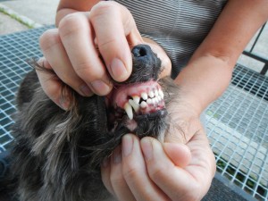 Folgen von Fehlernaehrung bei Hunden Zahnstein ist eine haeufige Folge ungesunder Ernaehrung. Mit Hundehanf wurden hier bereits grossartige Erfolge erzielt Folgen von Fehlernährung