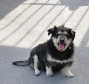 Übergewicht und Bewegunsunlust bei Hunden