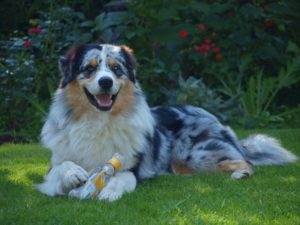 Australian Shepherd Jake , mit Schwierigkeiten im rechten Vorderbein