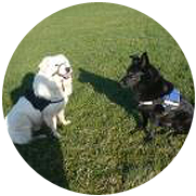 Hundehanf - glänzendes Fell Hundehanf - glänzendes Fell schwarzer und weißer Hund